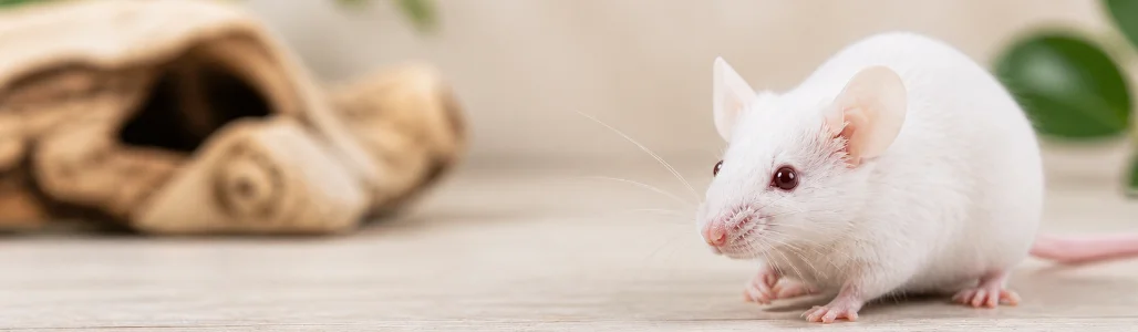 Mice Frozen Food
