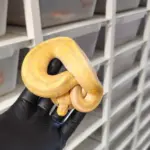 Banana Clown Chocolate Male
