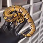 Normal