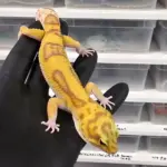 Tremper Albino Tangerine Jungle Eclipse Male
