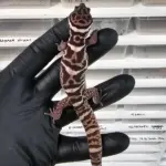 Banded Gecko Male