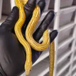 Corn Snake Tessera Caramel Male
