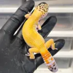 Hypo Female