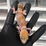 Barking Gecko Male