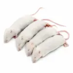 Frozen Mice Feeders