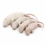 Multimammate ASF Rat Feeders