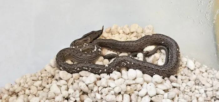More snakes - Image 3