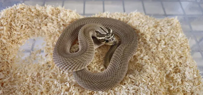 Superconda Male - Image 2