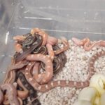 More snakes