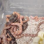 More snakes