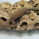 Ackie Monitor