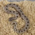 Arctic Conda Male