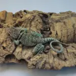 Collared Lizard Male