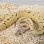 Pastel Pinstripe Desert Ghost Male
