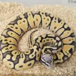 Pastel Desert Ghost Male