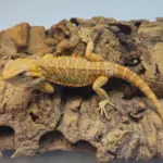 Hypo