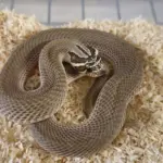 Superconda Male