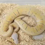 Super Pastel Pinstripe Desert Ghost Male