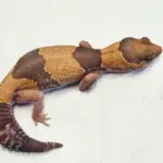Aft Gecko Caramel Female