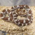 Gold Dust Corn Snake in Enclosure