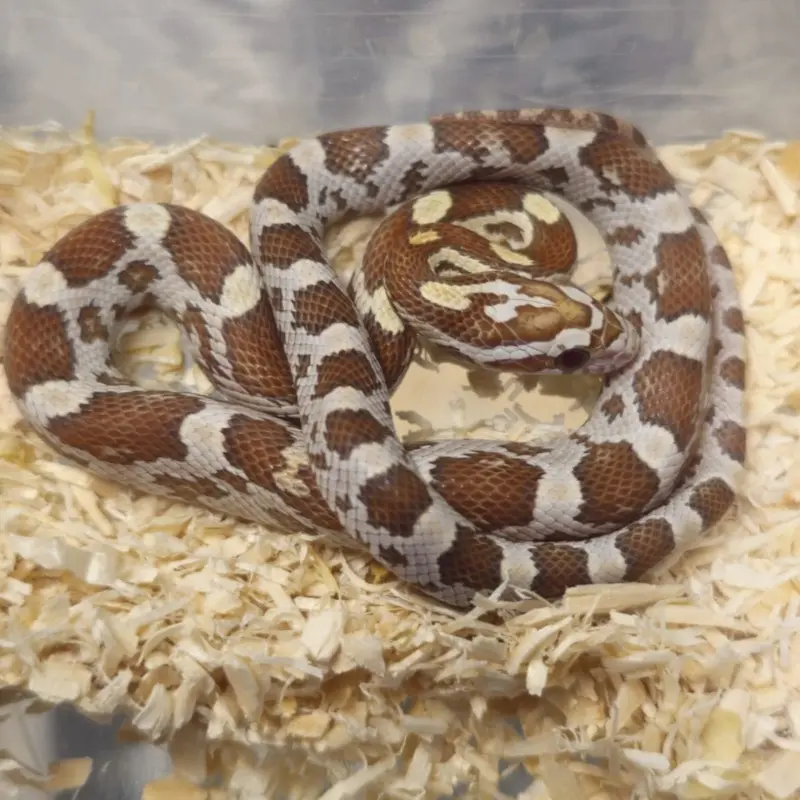 Gold Dust Corn Snake in Enclosure
