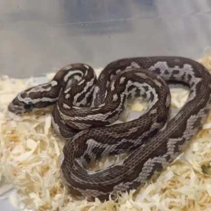 Corn Snake Ghost Aztec