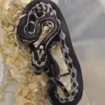 Corn Snake Anery Aztec