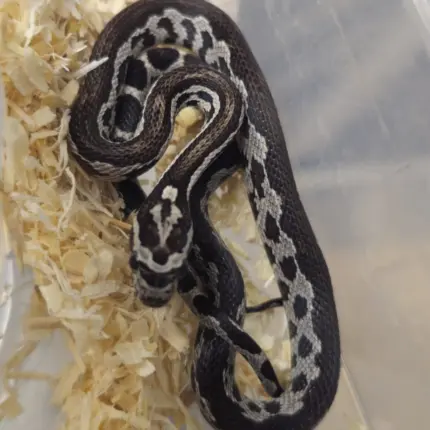 Corn Snake Anery Aztec