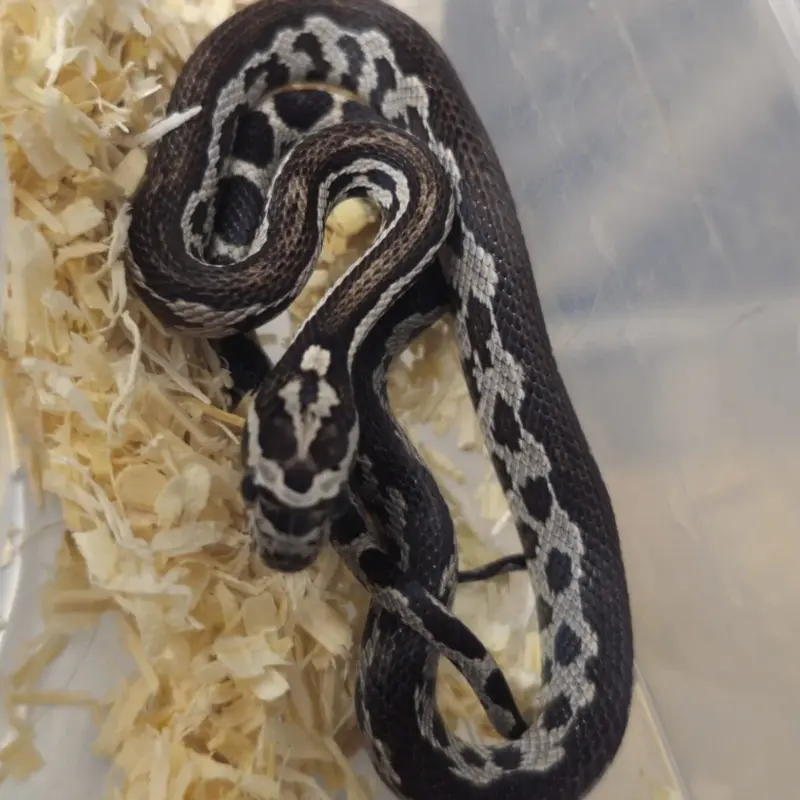 Corn Snake Anery Aztec