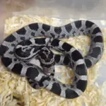 Corn Snake Anery