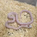 Corn Snake Palmetto