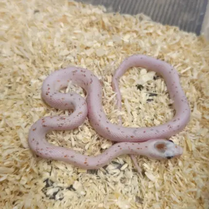 Corn Snake Palmetto