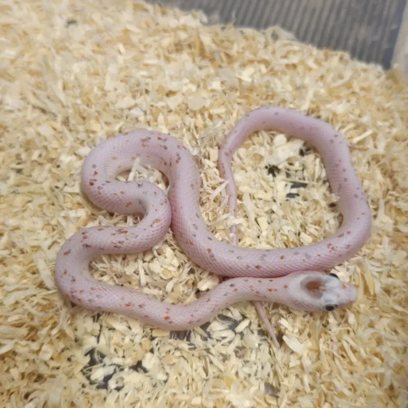 Corn Snake Palmetto