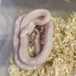 Corn Snake Snow Tessera
