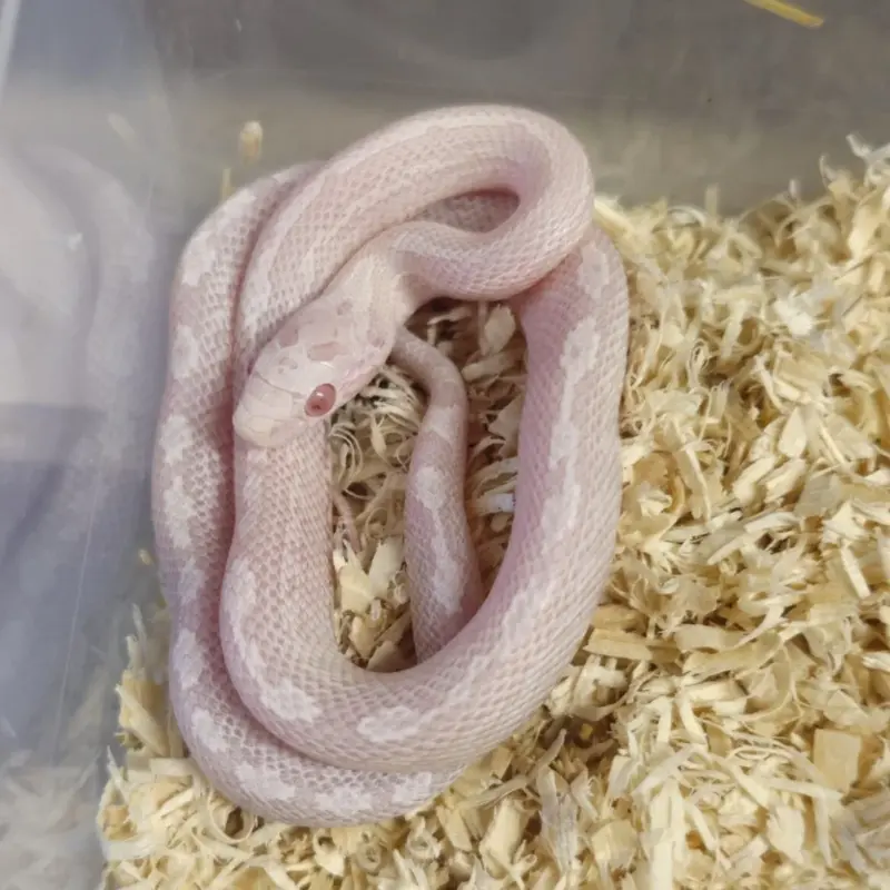 Corn Snake Snow Tessera