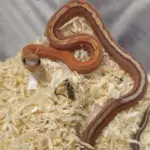 Corn Snake Tessera Scaleless