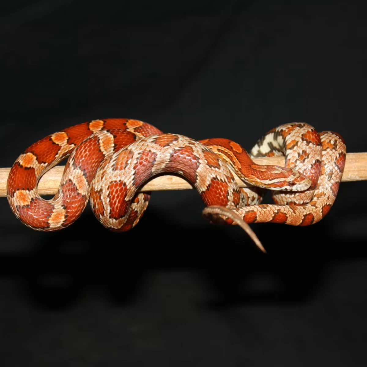 Corn Snake on