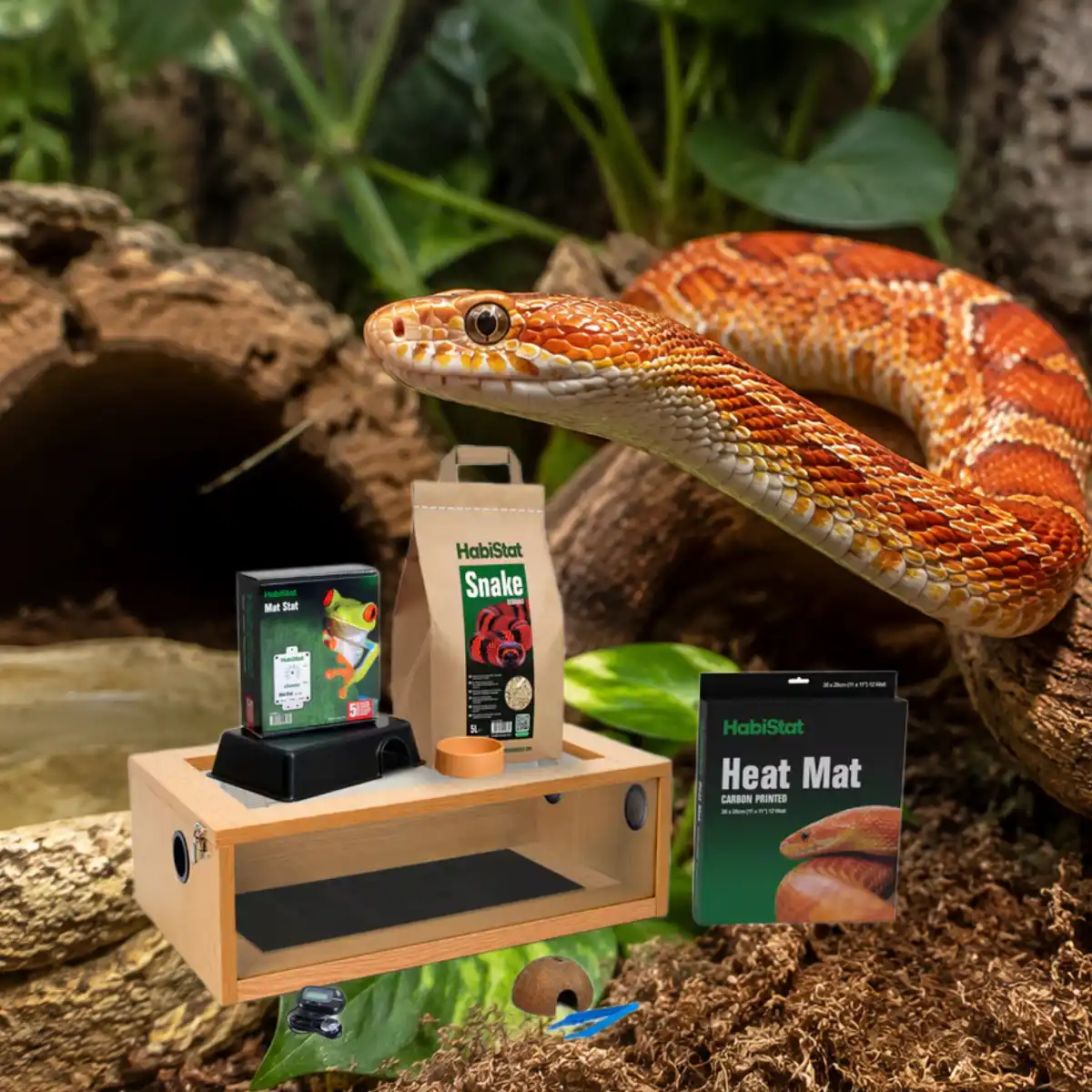 Corn Snake Ready Set
