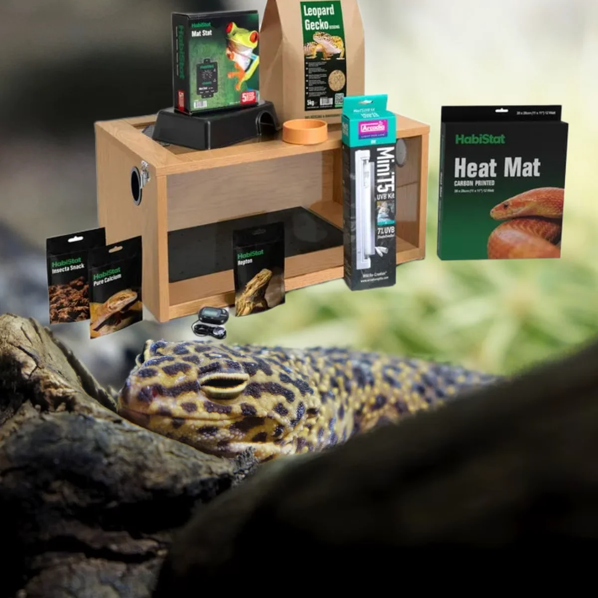 Leopard Gecko Starter Kit