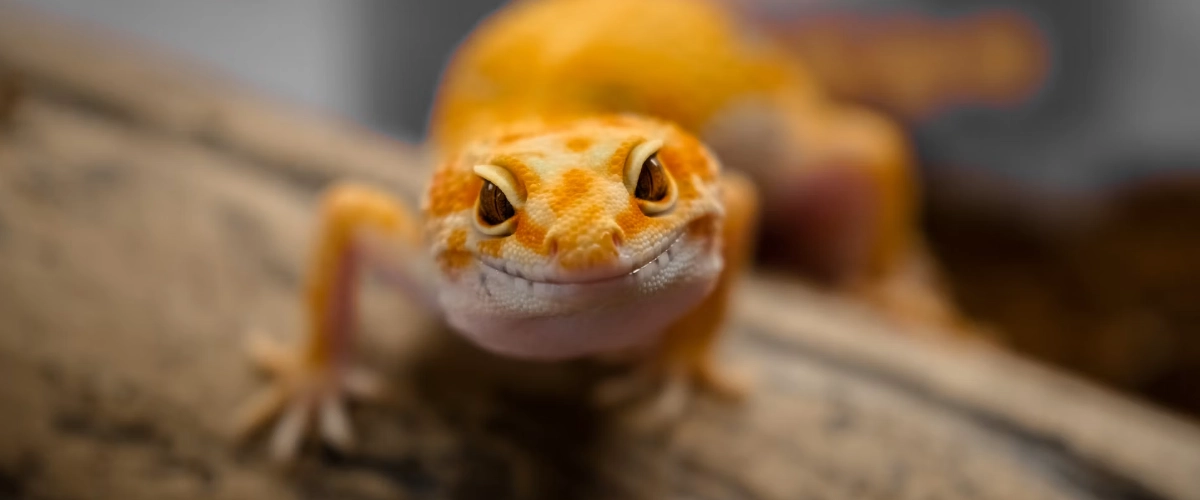 Leopard Gecko