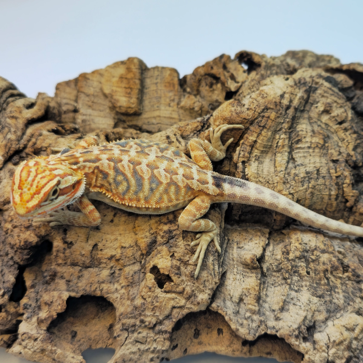 Bearded dragon on cork bark