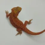 Red Hypo Dunner