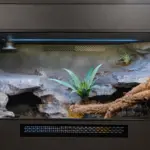 Example dry-style custom vivarium with lighting, structured background and cork branch