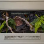 Previous custom snake vivarium build with a structured background and climbing branches