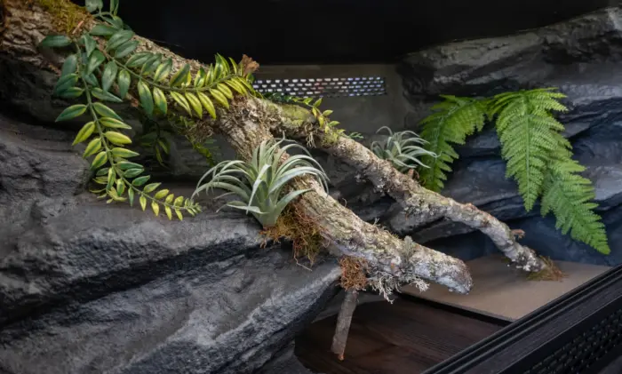 Previous vivarium build showing a textured background, cork branches, artificial plants and ventilation