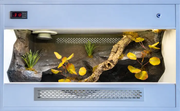 Previous dry-style wooden vivarium build with light exterior finish, cork branch and structured background