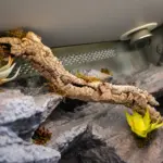 Close-up of a previous wooden vivarium interior showing a cork branch, textured background and artificial plants
