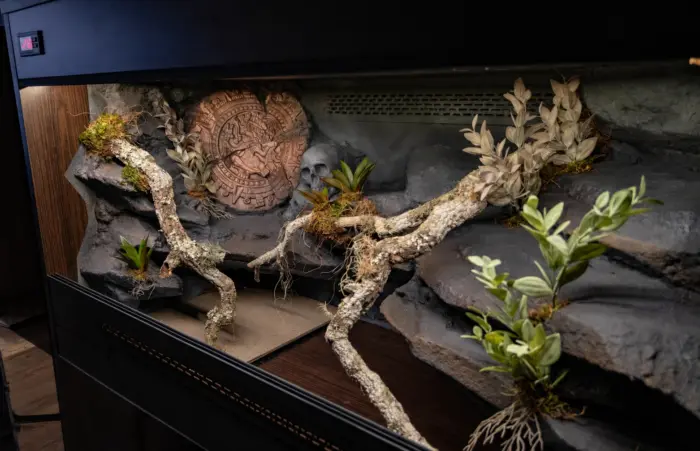 Previous wooden vivarium interior with a structured background, cork branches and artificial plants