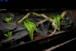 Angled view of a previous wooden vivarium interior with cork branches and textured themed background