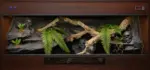 Previous dark wooden vivarium build with cork branches, artificial plants and a themed textured background